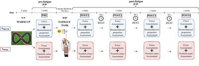 A Dynamic Submaximal Fatigue Protocol Alters Wrist Biomechanical Properties and Proprioception